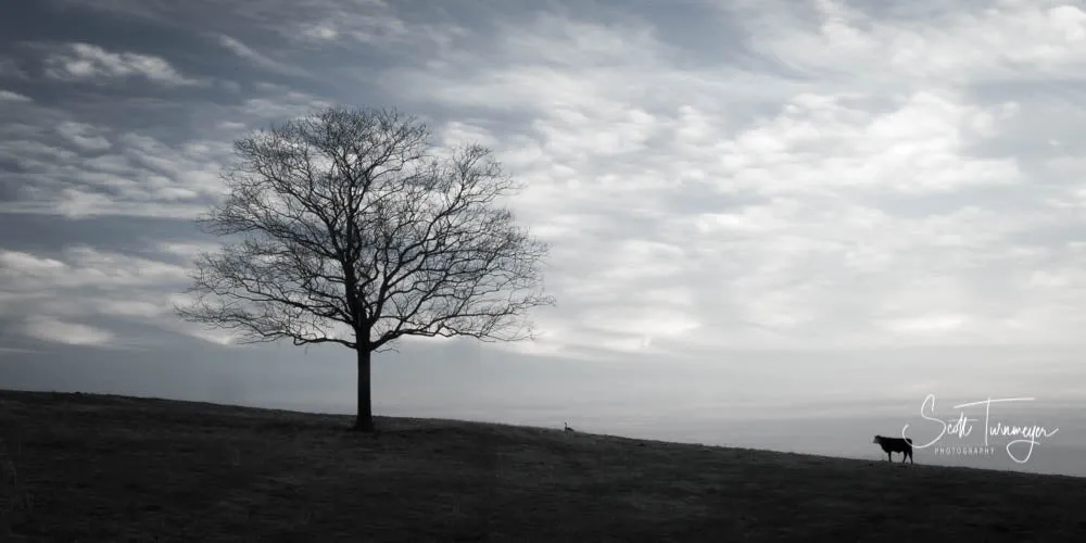 Cow and the Tree Fine Art Photography Curved Metal Print
