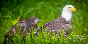 Eagle Generations Fine Art Photography Curved Metal Print