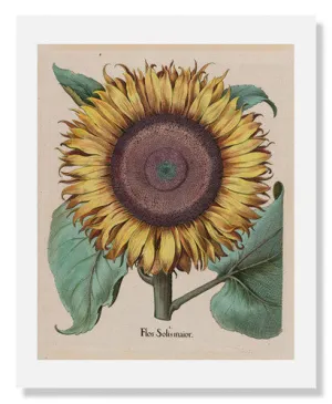 Large Sunflower